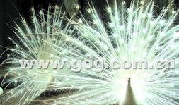 在线观看孔雀,在线观看孔雀的奇幻之旅